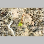 Ammophila sabulosa - Sandwespe 64q Sandwespe-beim-Raupendiebstahl-Sandgrube-Niedringhaussee.jpg